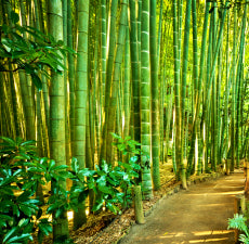 New Directions Bamboo & Teak Fragrance Oil 100ml
