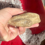 Petrified Wood - Indonesia
