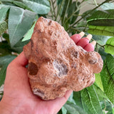Coprolite - Dinosaur Poop Fossil