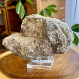 Plumose Lithium Muscovite - Ear Falls
