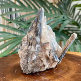 Blue Kyanite Specimen 444
