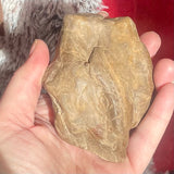 Petrified Wood - Indonesia