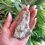 Niagara Fossil