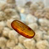 Baltic Amber Specimens