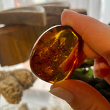 Baltic Amber Specimen with Insect