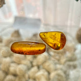 Baltic Amber Specimens