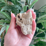 Fossils from Hudson Bay Lowlands