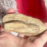 Petrified Wood - Indonesia
