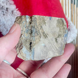 Petrified Wood - Indonesia
