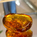 Baltic Amber Specimen with Insect