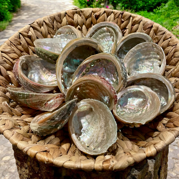 Abalone Shell - Medium