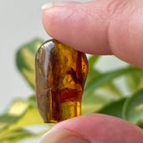 Baltic Amber Specimen with Insect