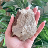 Fossils from Hudson Bay Lowlands