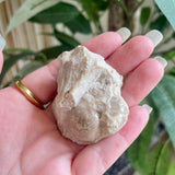 Fossils from Hudson Bay Lowlands