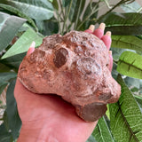 Coprolite - Dinosaur Poop Fossil