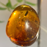 Baltic Amber Specimen with Insect