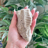 Fossils from Hudson Bay Lowlands
