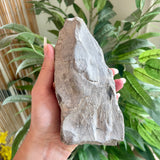 Niagara Fossil