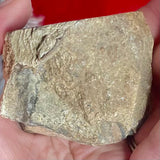 Petrified Wood - Indonesia