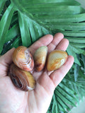 Banded Red Agate - Large Tumble