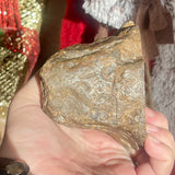 Petrified Wood Front Polished - Indonesia