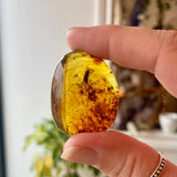 Baltic Amber Specimen with Insect