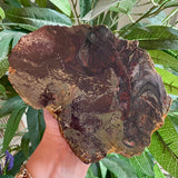 Petrified Wood Specimen