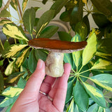 Red Brown Mushroom Incense Burner