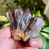 Local Amethyst Cluster - 2025