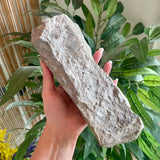 Niagara Fossil