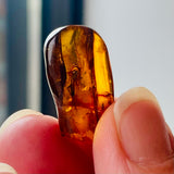 Baltic Amber Specimen with Insect