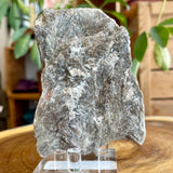 Plumose Lithium Muscovite - Ear Falls