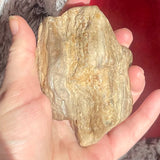 Petrified Wood - Indonesia