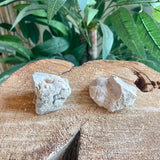 Fossils from Hudson Bay Lowlands