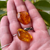 Baltic Amber Specimens