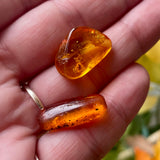 Baltic Amber Specimens