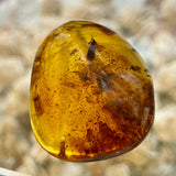 Baltic Amber Specimen with Insect