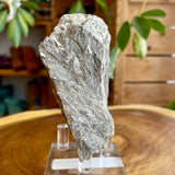 Plumose Lithium Muscovite - Ear Falls