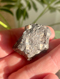 Turritella Agate