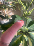 Vera Cruz Amethyst Raw Stone