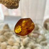 Baltic Amber Specimens