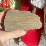 Petrified Wood Front Polished - Indonesia