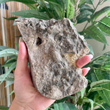 Fossils from Hudson Bay Lowlands