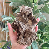 Fossils from Hudson Bay Lowlands