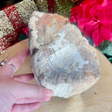 Petrified Wood Log Piece - Indonesia