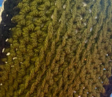 Green Fringe Cowl Scarf *