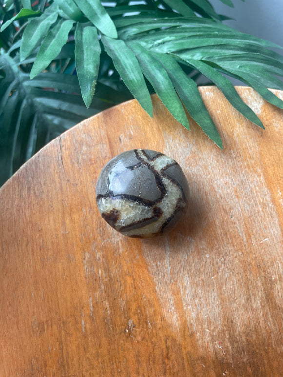 Septarian Palm Stone