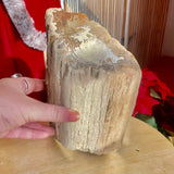 Petrified Wood Log Piece - Indonesia