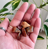Petrified Wood Large Tumble