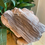 Petrified Wood Spcimen - Large